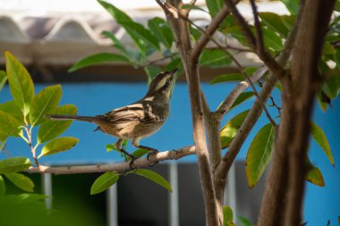   Mimus saturninus. Yapraklı bir ağacın dalına tünemiş bir kuş..