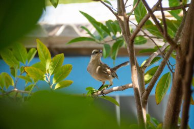   Mimus saturninus. Yapraklı bir ağacın dalına tünemiş bir kuş..