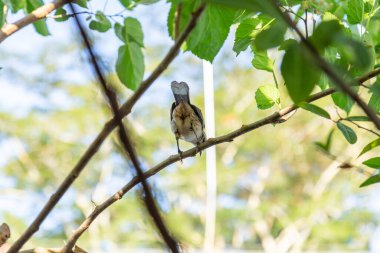   Mimus saturninus. Yapraklı bir ağacın dalına tünemiş bir kuş..