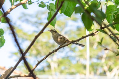   Mimus saturninus. Yapraklı bir ağacın dalına tünemiş bir kuş..