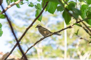   Mimus saturninus. Yapraklı bir ağacın dalına tünemiş bir kuş..