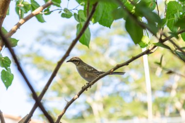   Mimus saturninus. Yapraklı bir ağacın dalına tünemiş bir kuş..