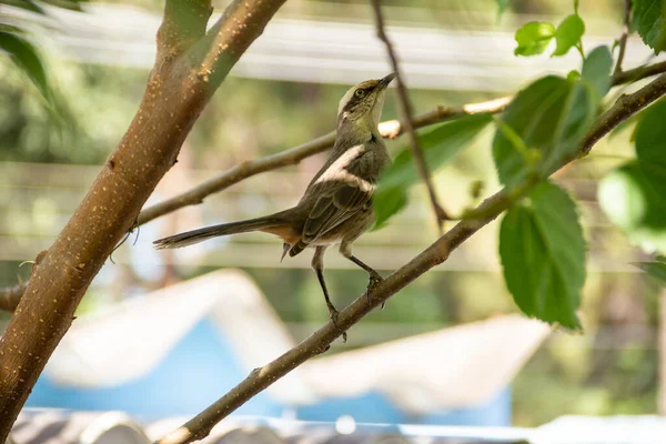 Mimus Saturninus Bird Perched Branch Leafy Tree — Stock Fotó