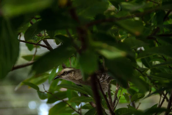 Mimus Saturninus Bird Perched Branch Leafy Tree — Stockfoto