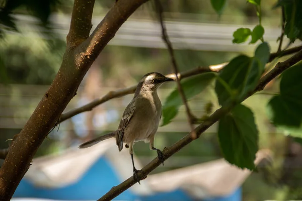 Mimus Saturninus Bird Perched Branch Leafy Tree — Stock Photo, Image