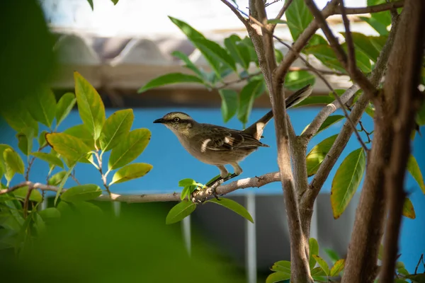   Mimus saturninus. Yapraklı bir ağacın dalına tünemiş bir kuş..