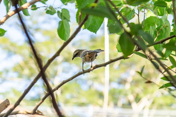   Mimus saturninus. Yapraklı bir ağacın dalına tünemiş bir kuş..