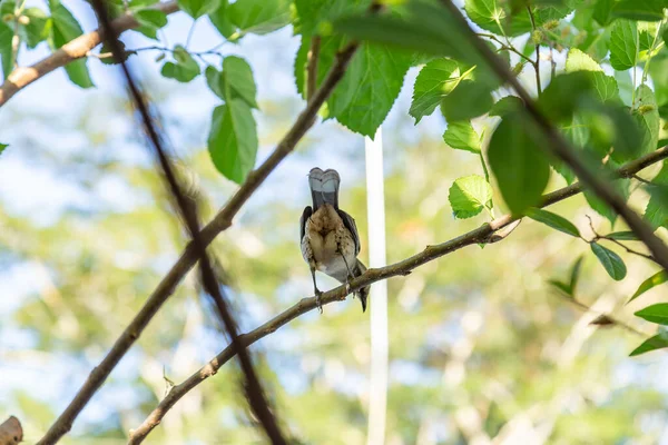   Mimus saturninus. Yapraklı bir ağacın dalına tünemiş bir kuş..