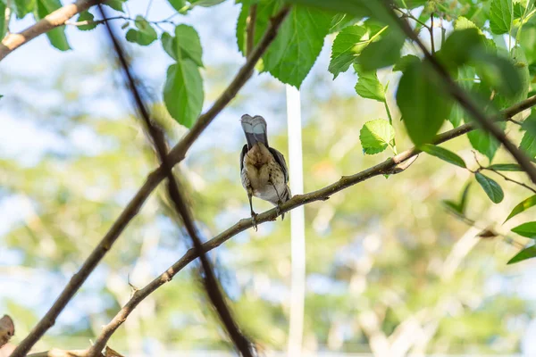   Mimus saturninus. Yapraklı bir ağacın dalına tünemiş bir kuş..