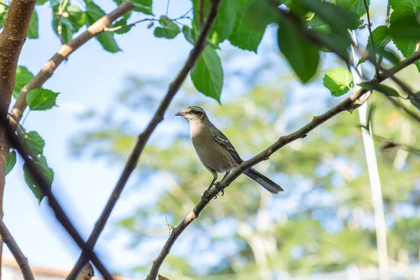   Mimus saturninus. Yapraklı bir ağacın dalına tünemiş bir kuş..