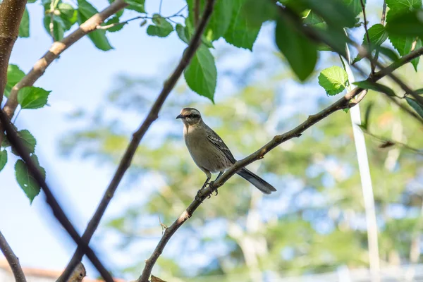  Mimus saturninus. Yapraklı bir ağacın dalına tünemiş bir kuş..