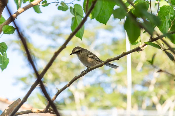 Mimus Saturninus Bird Perched Branch Leafy Tree — Stockfoto