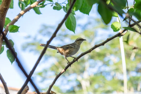   Mimus saturninus. Yapraklı bir ağacın dalına tünemiş bir kuş..
