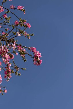 Ceiba speciosa. Pembe çiçeklerle dolu büyük, yapraklı bir ağaç. Halk arasında 