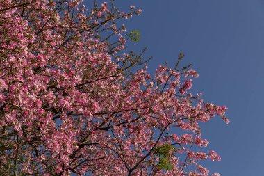  Ceiba speciosa. Pembe çiçeklerle dolu büyük, yapraklı bir ağaç. Halk arasında 