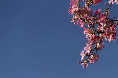  Ceiba speciosa. Pembe çiçeklerle dolu büyük, yapraklı bir ağaç. Halk arasında 