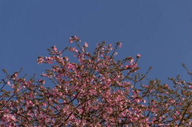  Ceiba speciosa. Pembe çiçeklerle dolu büyük, yapraklı bir ağaç. Halk arasında 