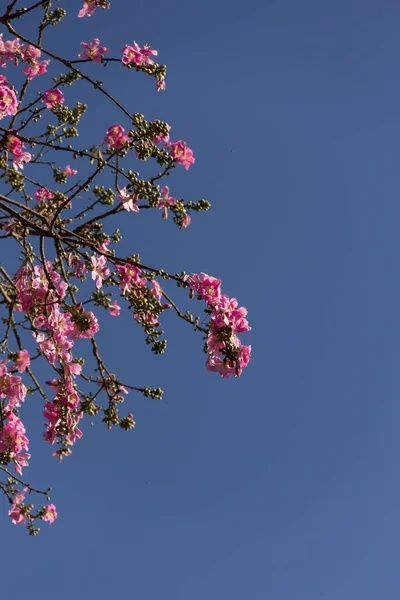  Ceiba speciosa. Pembe çiçeklerle dolu büyük, yapraklı bir ağaç. Halk arasında 