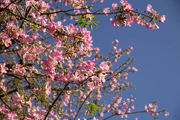  Ceiba speciosa. Pembe çiçeklerle dolu büyük, yapraklı bir ağaç. Halk arasında 