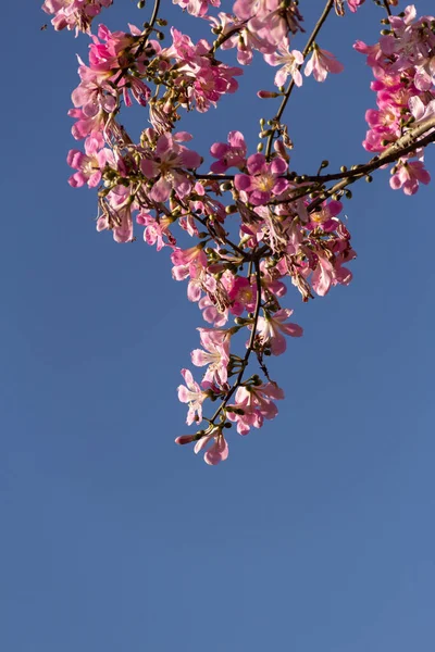  Ceiba speciosa. Pembe çiçeklerle dolu büyük, yapraklı bir ağaç. Halk arasında 