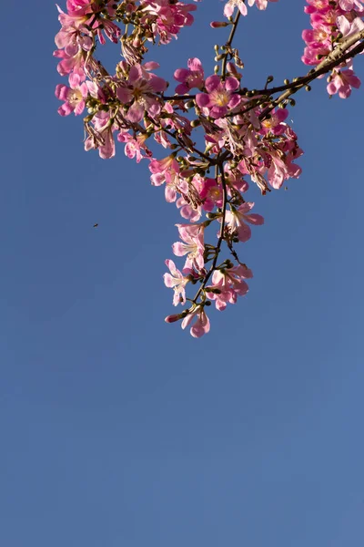  Ceiba speciosa. Pembe çiçeklerle dolu büyük, yapraklı bir ağaç. Halk arasında 
