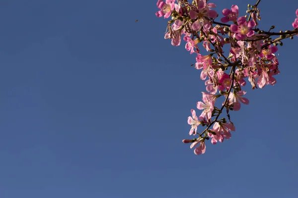Ceiba Speciosa Велике Листяне Дерево Повне Рожевих Квітів Широко Відома — стокове фото