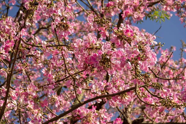  Ceiba speciosa. Pembe çiçeklerle dolu büyük, yapraklı bir ağaç. Halk arasında 