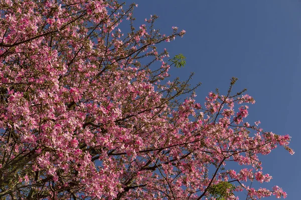  Ceiba speciosa. Pembe çiçeklerle dolu büyük, yapraklı bir ağaç. Halk arasında 