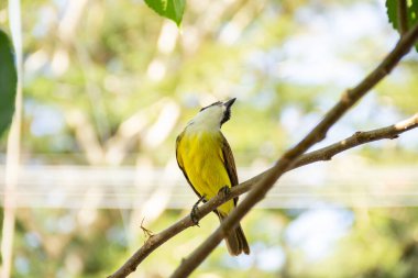 Pitangus sulfuratus. A bird perched on a branch of the blackberry tree.