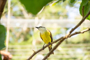 Pitangus sülfüratı. Böğürtlen ağacının dalına tünemiş bir kuş.