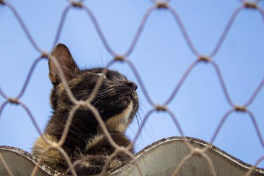 Yalnız kedi evin çatısında güvenlik ağıyla.