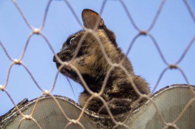Yalnız kedi evin çatısında güvenlik ağıyla.