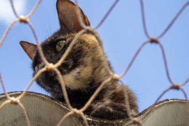 Yalnız kedi evin çatısında güvenlik ağıyla.