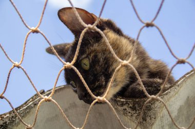 Yalnız kedi evin çatısında güvenlik ağıyla.