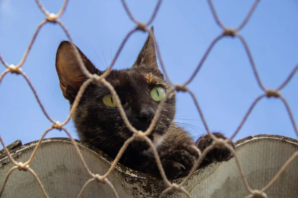 Gato Solitario Techo Casa Con Red Seguridad — Foto de Stock