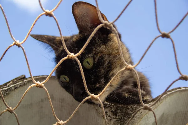 Μοναχική Γάτα Στην Οροφή Του Σπιτιού Δίχτυ Ασφαλείας — Φωτογραφία Αρχείου