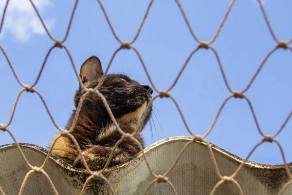 Lonely cat on the roof of the house with safety net.