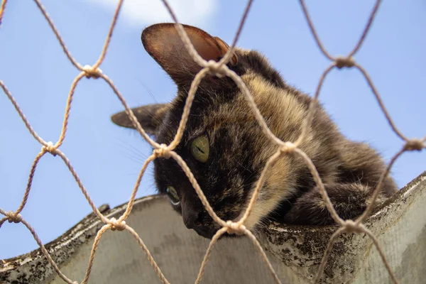 Μοναχική Γάτα Στην Οροφή Του Σπιτιού Δίχτυ Ασφαλείας — Φωτογραφία Αρχείου