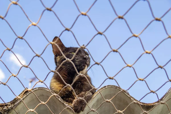 Одинокая Кошка Крыше Дома Сеткой Безопасности — стоковое фото