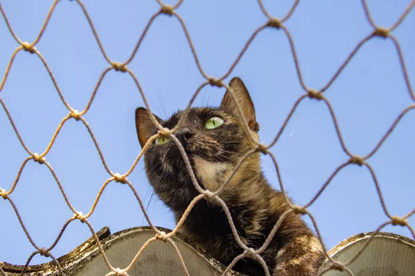 Yalnız kedi evin çatısında güvenlik ağıyla.