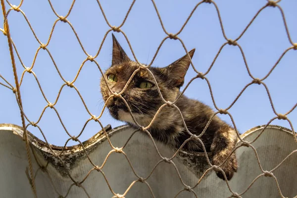 Lonely Cat Roof House Safety Net — Stockfoto