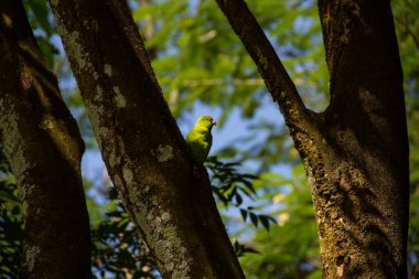 Ağaç gövdesinden beslenen yeşil bir muhabbet kuşu. Brotogeris tirica.