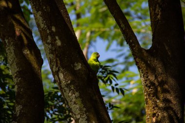 Ağaç gövdesinden beslenen yeşil bir muhabbet kuşu. Brotogeris tirica.