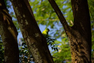 Ağaç gövdesinden beslenen yeşil bir muhabbet kuşu. Brotogeris tirica.
