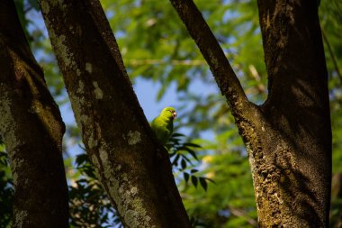 Ağaç gövdesinden beslenen yeşil bir muhabbet kuşu. Brotogeris tirica.