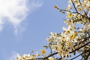 Beyaz çiçeklerle dolu bir ağacın dalları. Genel olarak 