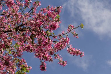 Pembe çiçeklerle dolu bir ağacın dalları. Genel olarak 