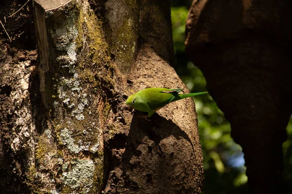 Ağaç gövdesinden beslenen yeşil bir muhabbet kuşu. Brotogeris tirica.