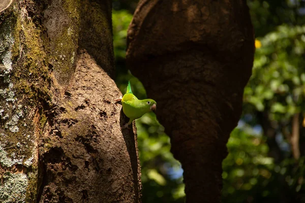 Ağaç gövdesinden beslenen yeşil bir muhabbet kuşu. Brotogeris tirica.