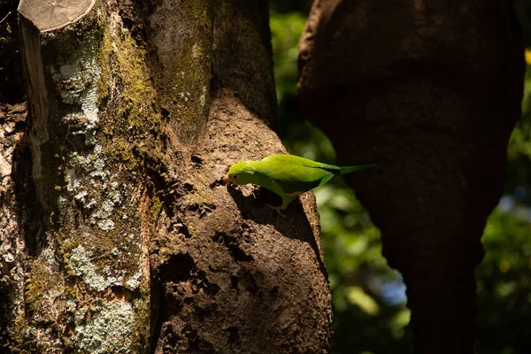 Ağaç gövdesinden beslenen yeşil bir muhabbet kuşu. Brotogeris tirica.